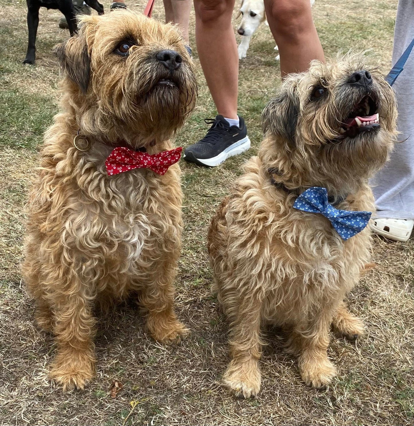 Island-Made Doggie Bow Ties
