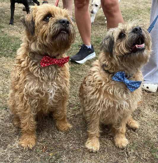 Island-Made Doggie Bow Ties