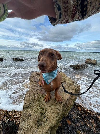 Doggie Bandana